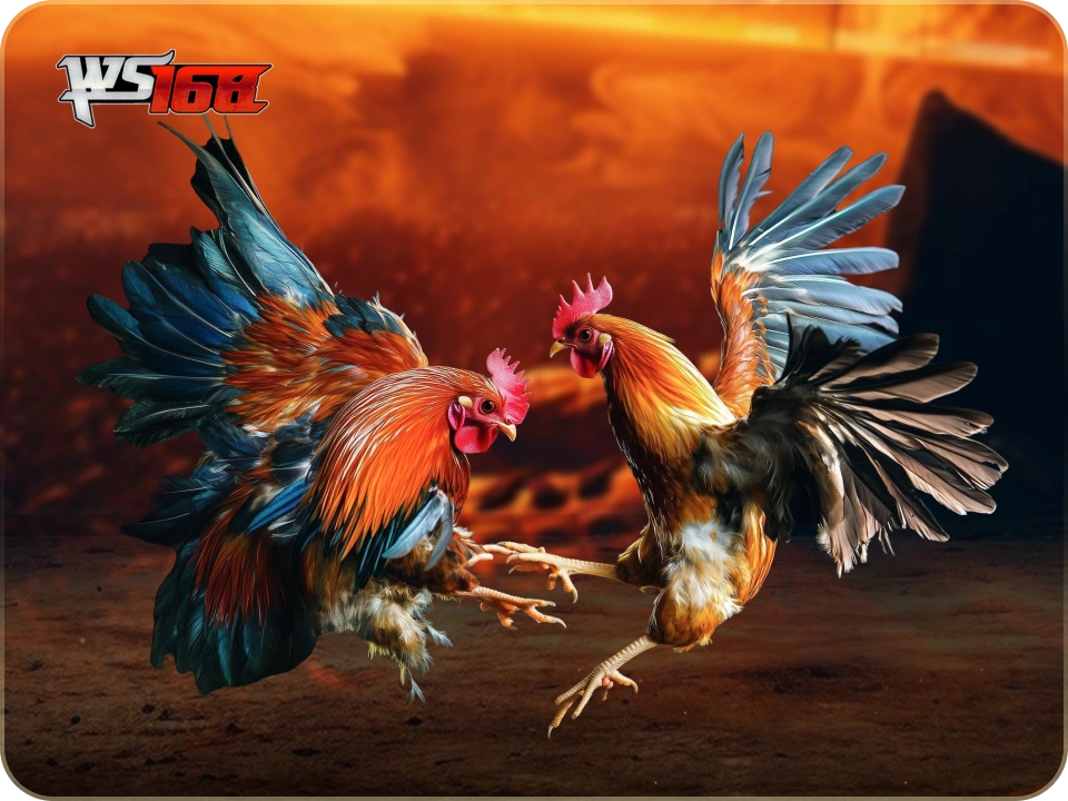 cockfighting ws168